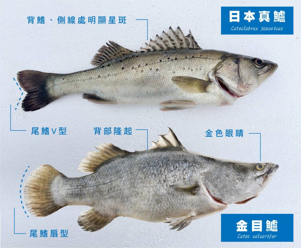 鱸由来 – 魚編 盧 – DOBR