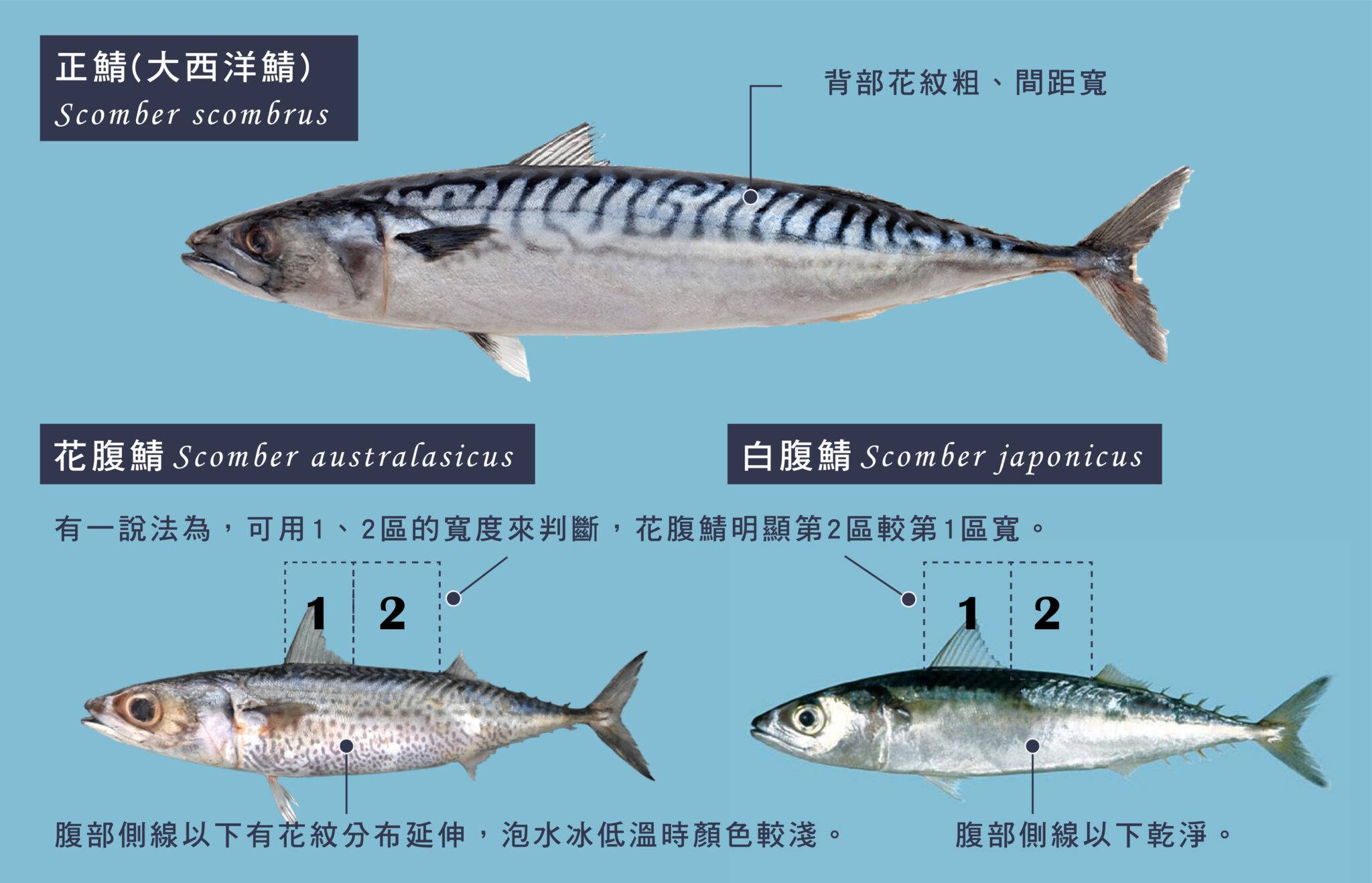 台灣人最愛吃》台灣鯖魚、挪威鯖魚你會分辨嗎? - 天和鮮物